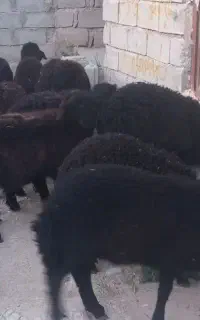 بره های سیاه دشتی
