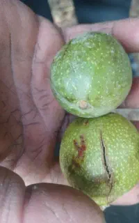 حراج گردو