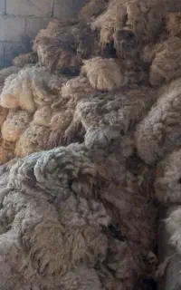 پشم گوسفند