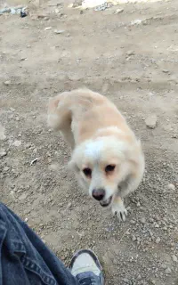 سه سگ  خانگی