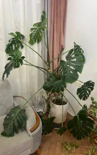 برگ انجیری