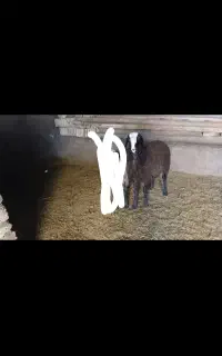 بره قوچ درجه یک