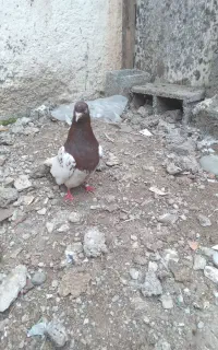 نر دوساله تبریزی خوشکل