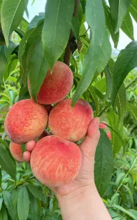 تناژ ۴ برابری محصولات زراعی و باغی