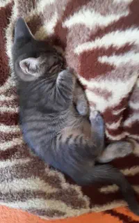 گربه اسکاتیش نر ۳ماهه