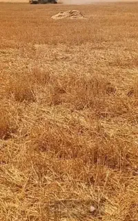 کاه گندم دیم