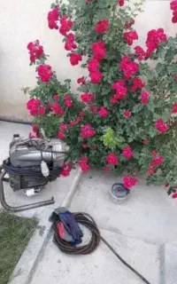 لوله بازکنی(فوری)سردارجنگل میرزابابایی مخبری شاهین