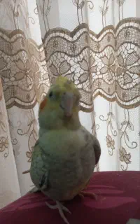 عروس هلندی گمشده