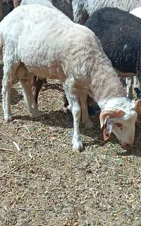 بره نر جوان