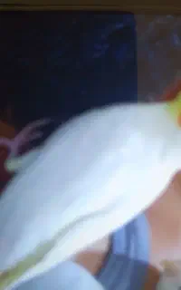 حیوانات گمشده
