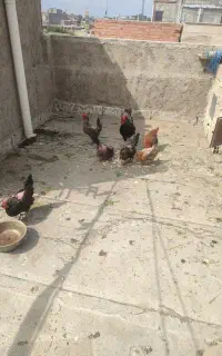 6تا مرغ و 1خروس