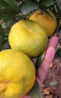 درخت نارنگی داری / این مشکلات رو داری