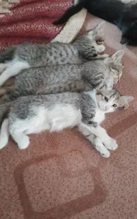 واگذاری  بچه گربه های خانگی