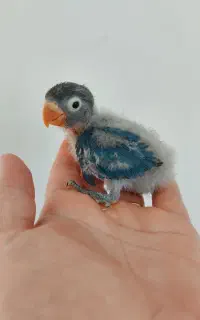 جوجه کوتوله سرلاکی