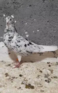 کبوتر آس با اصالت