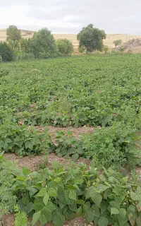 لوبیا سبز