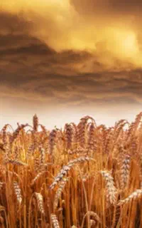 بذر گندم برای فروش 10تن