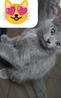 واگذاری گربه اسکاتیش بریتیش اصیل