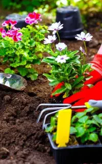 خدمات باغبانی تعویض خاک گلدون کاشت گل باغبان