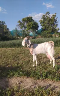 بز پاکستانی