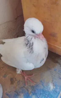 گمشده