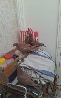 راعبی سرخ کربلا