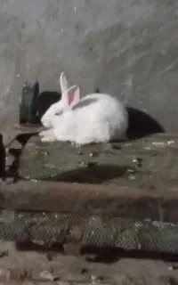خرگوش