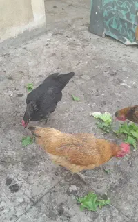 مرغ تخم گذار