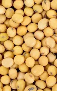 سویا