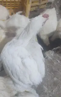 حراج زیرقیمت بازار مرغ گوشتی