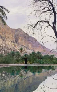 گرده نخل خالص به شرط ازمایشگاه