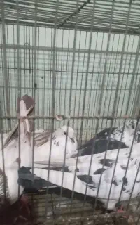 کبوتر همه از رو بلندی گرفته شدن