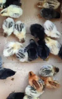 جوجه گلین یک روزه