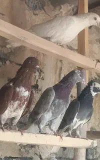 همه پرشی سالم و سرحال خوش خط خال