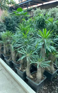 نخل ماداگاسکار