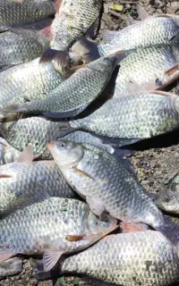 فروش ماهی سید روز