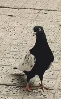 کبوتر سینه ای گمشده و یه سرخ دم سفید گمشده