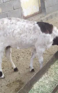 بزپاکستانی هیکلی جوان دو قلو زا