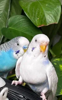 یک جفت مرغ عشق نروماده
