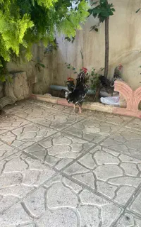خروس گلین
