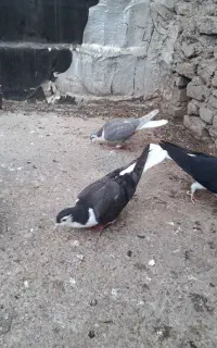 جوجه ساده