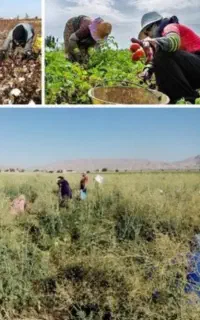 سرکارگر و کارگر