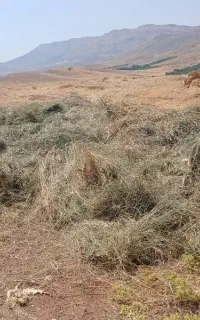 کاه سبزه