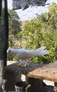 کبوتر
