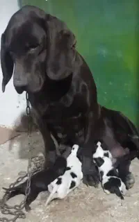 سگ شکاری کار بلد