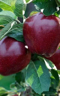 سیب لبنان اجاره میکنم کنترات. جارویی و کیلویی