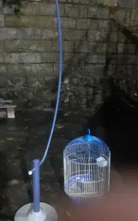 قفس پرنده ایستاده