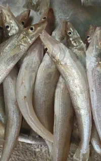 ماهی حواسیم درشت کیلو 350