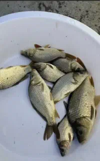 انواع و اقسام ماهی