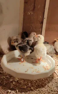 جوجه گلین پاپر کاکولی